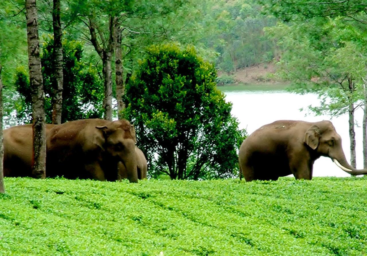Viduthi Homestay Munnar Exteriör bild